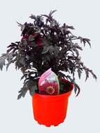 Dahlia Dreamy 'Hot Chocolate' (2ltr)