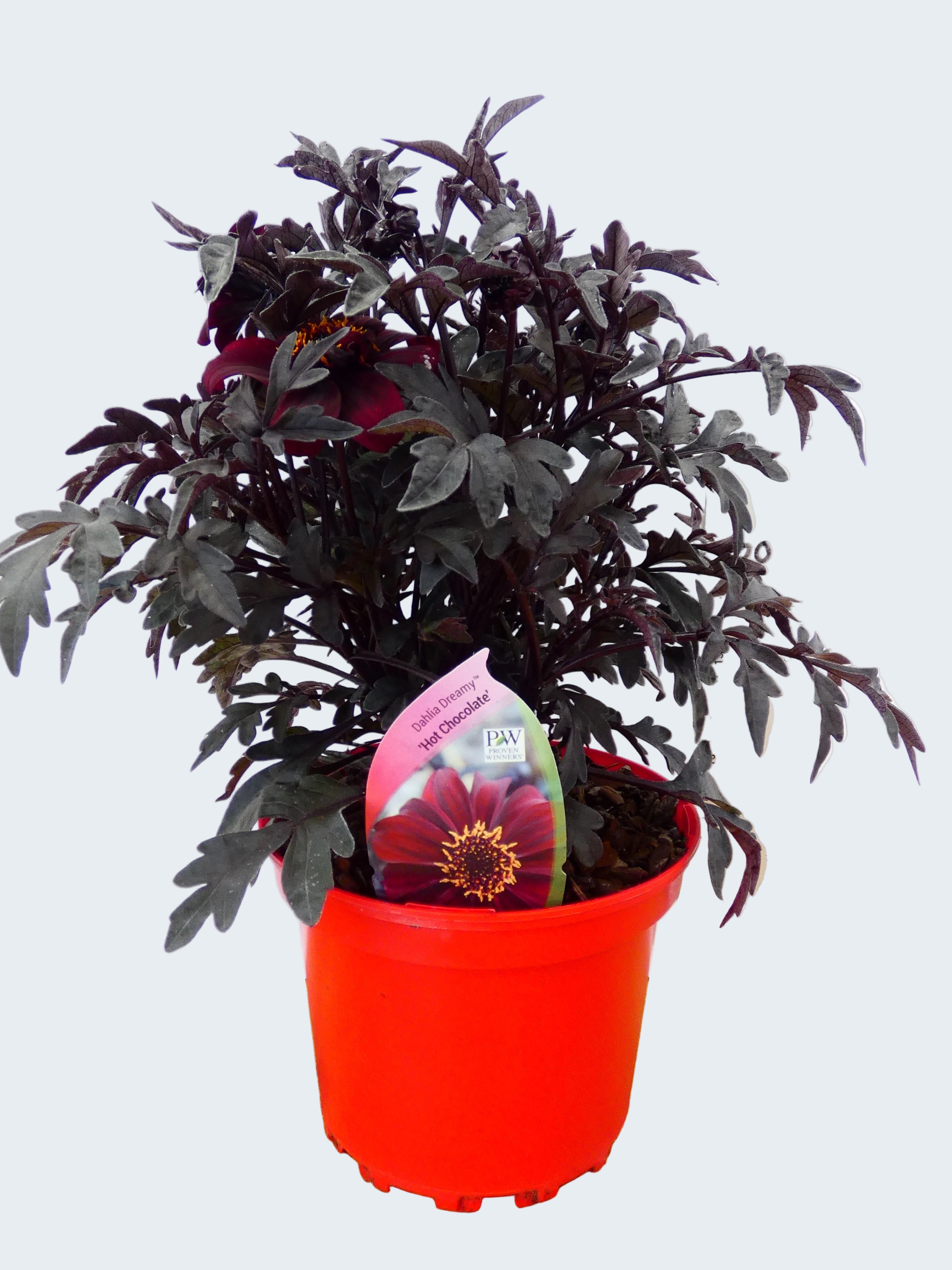 Dahlia Dreamy 'Hot Chocolate' (2ltr)
