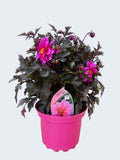 Dahlia Dreamy 'Kiss' (2ltr)