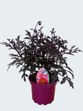 Dahlia Dreamy 'Nights' (2ltr)