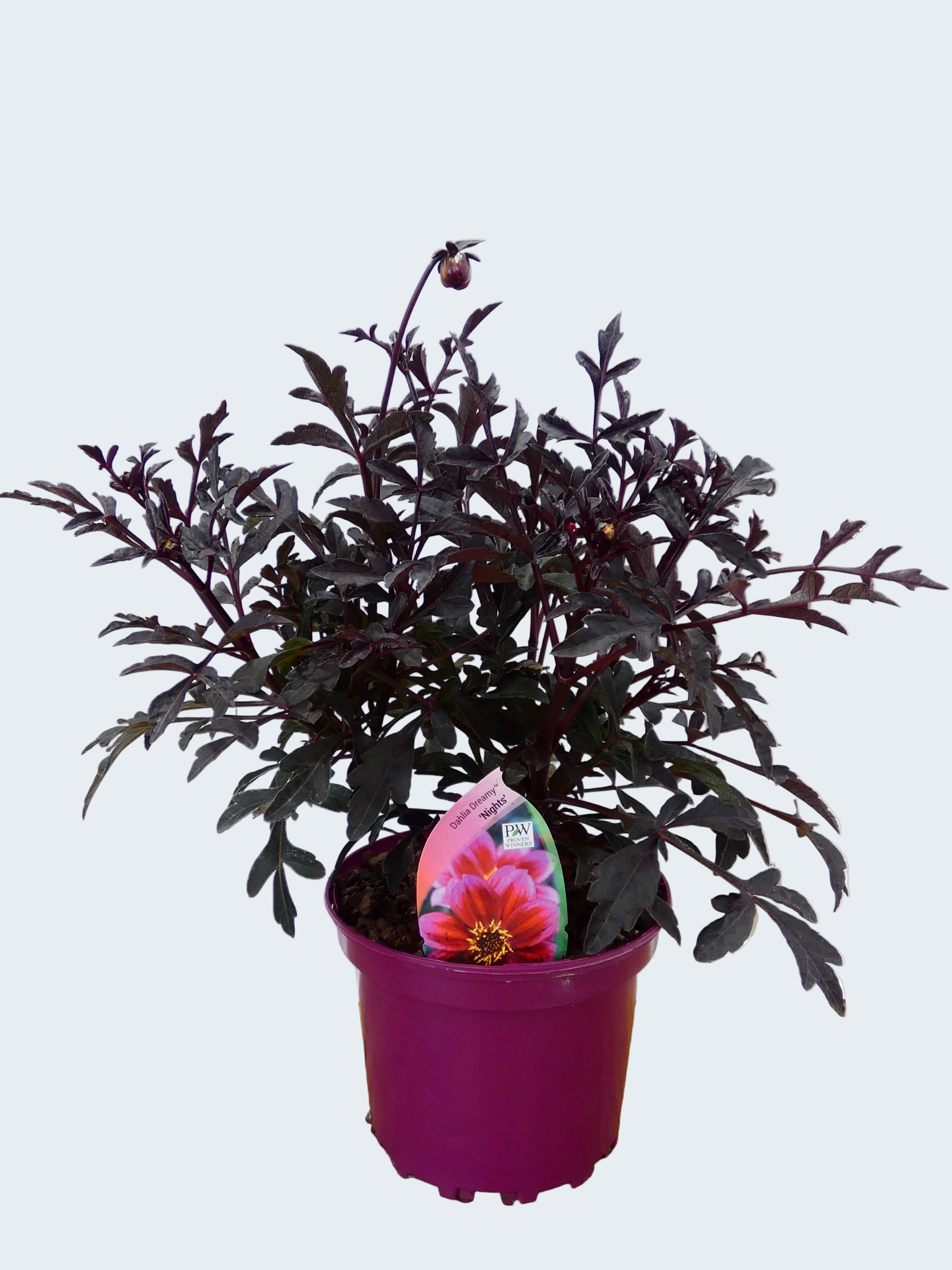 Dahlia Dreamy 'Nights' (2ltr)