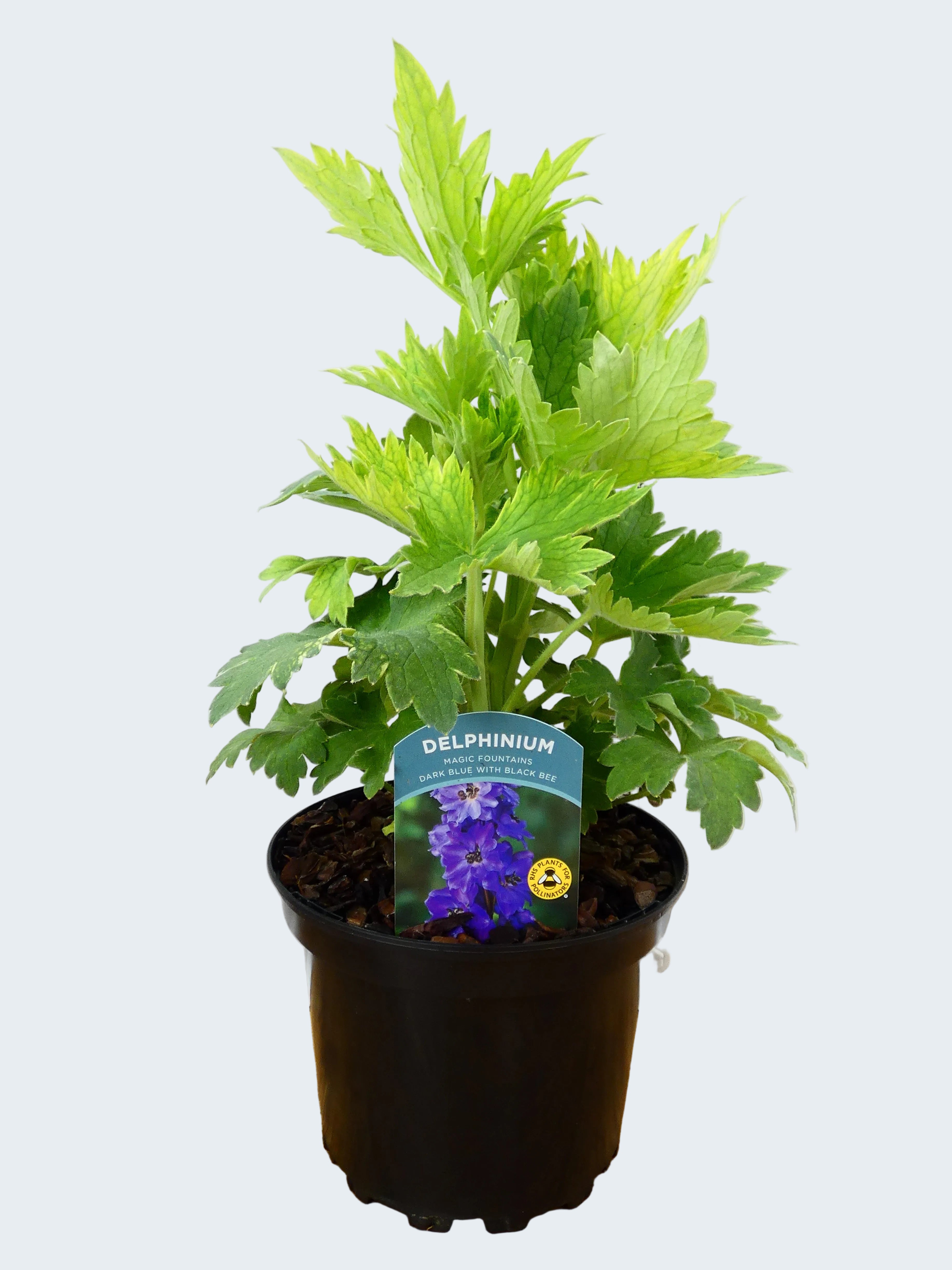 Delphinium Magic Fountains 'Dark Blue with Black Bee' (2ltr)