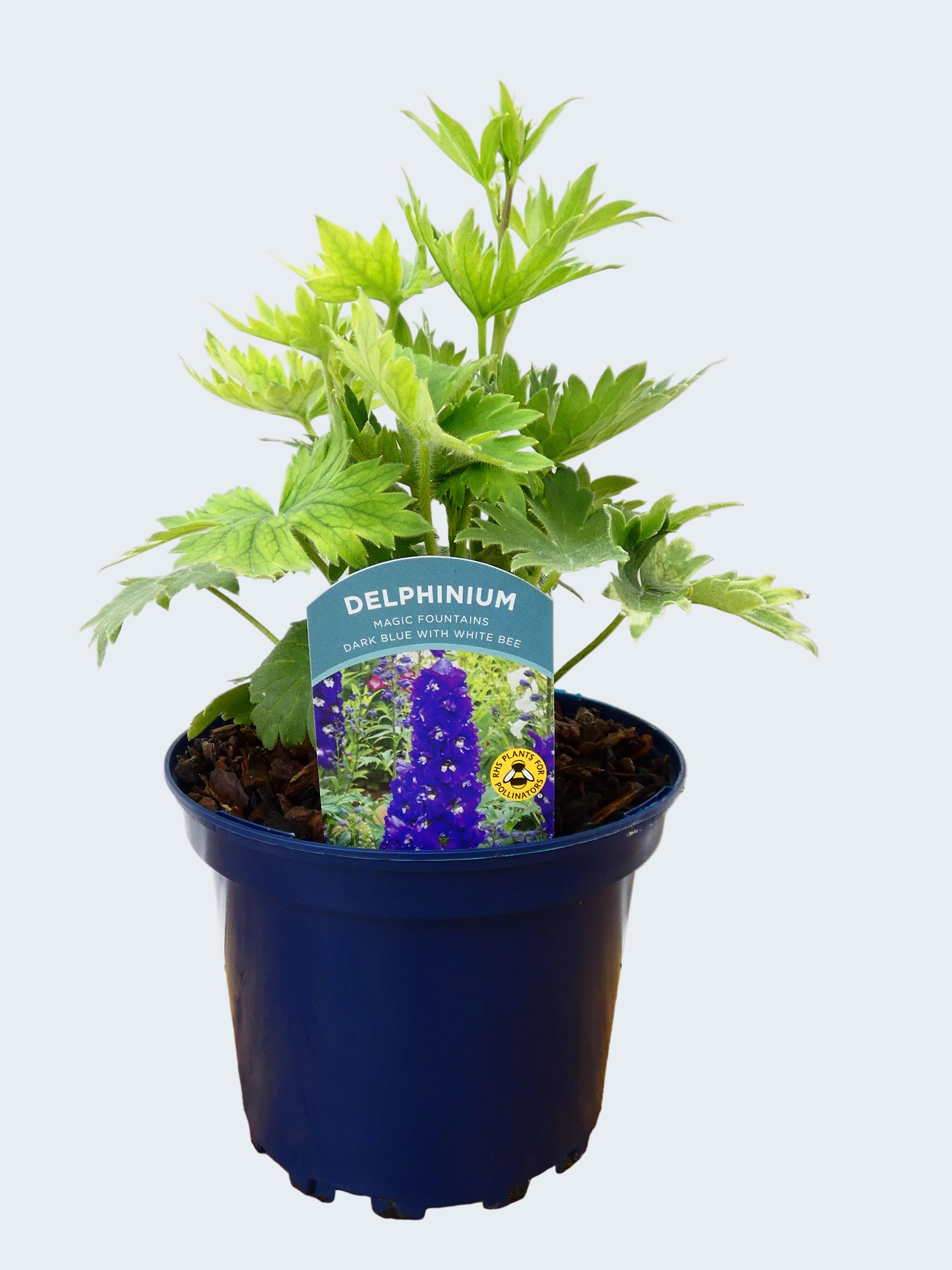 Delphinium Magic Fountains 'Dark Blue with White Bee' (2ltr)
