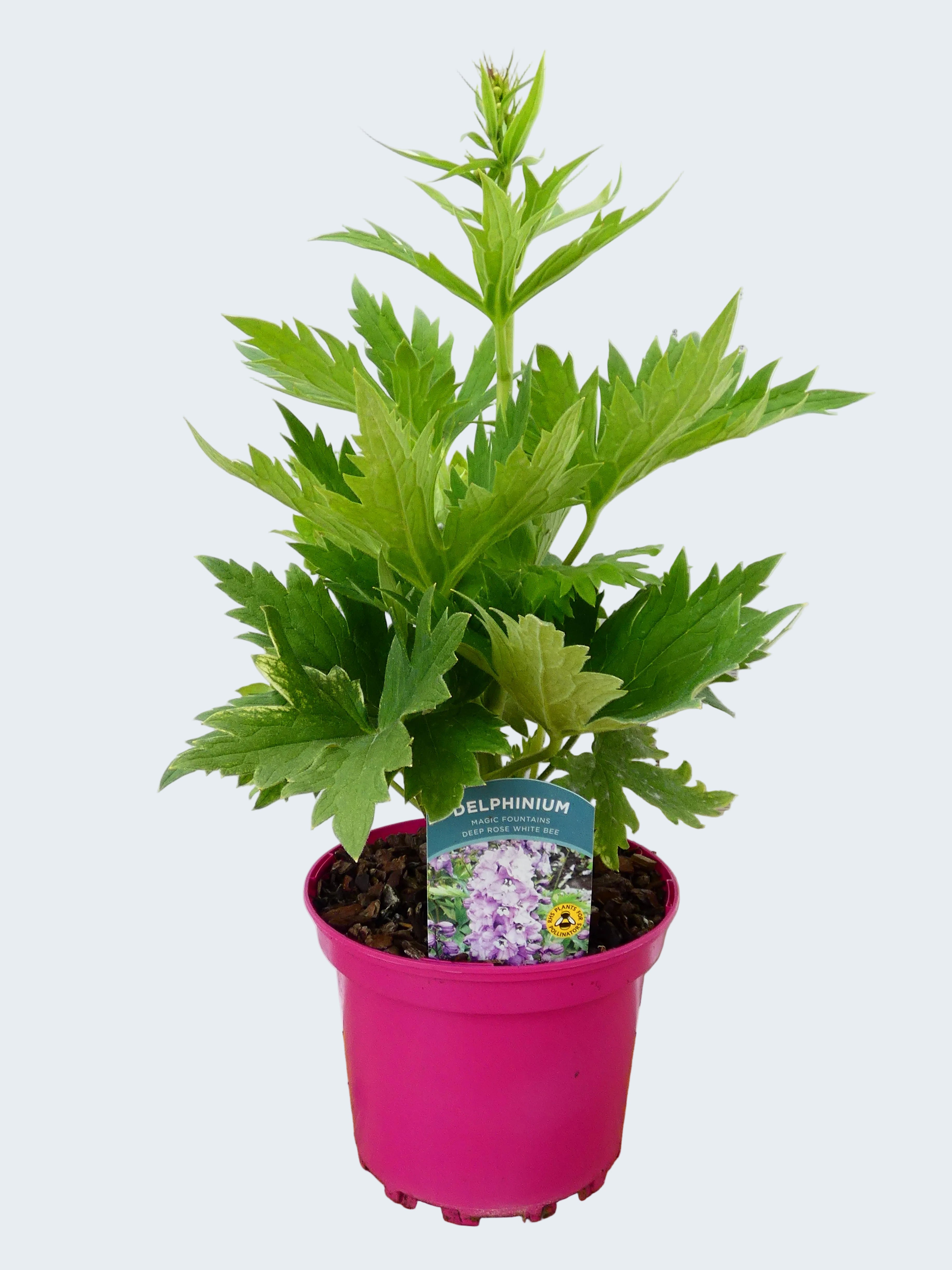 Delphinium Magic Fountains 'Deep Rose White Bee' (2ltr)