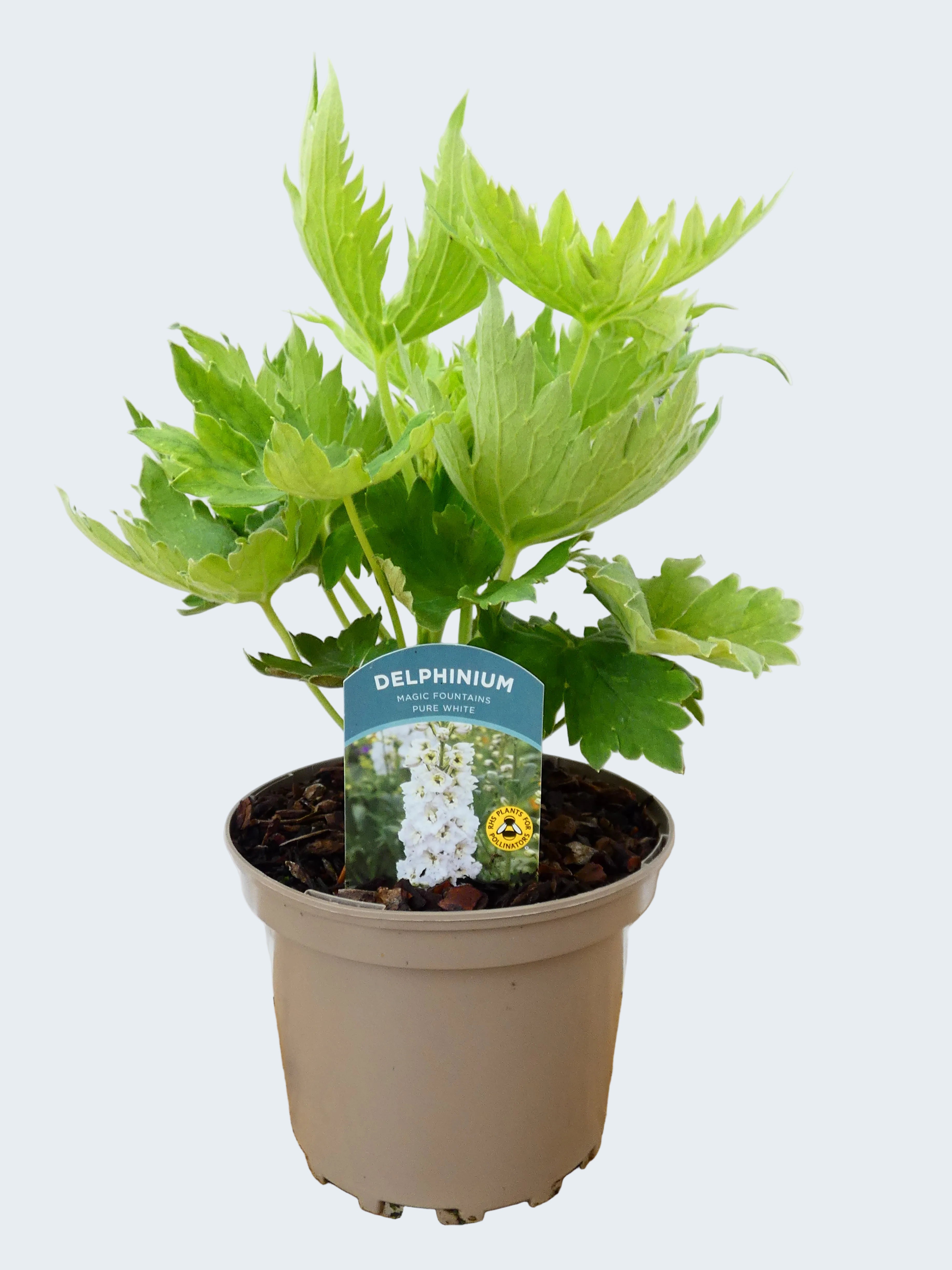 Delphinium Magic Fountains 'Pure White' (2ltr)