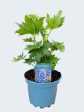 Delphinium Magic Fountains 'Sky Blue with White Bee' (2ltr)