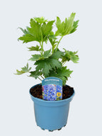 Delphinium Magic Fountains 'Sky Blue with White Bee' (2ltr)