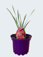 Dierama 'Igneum' (2ltr)