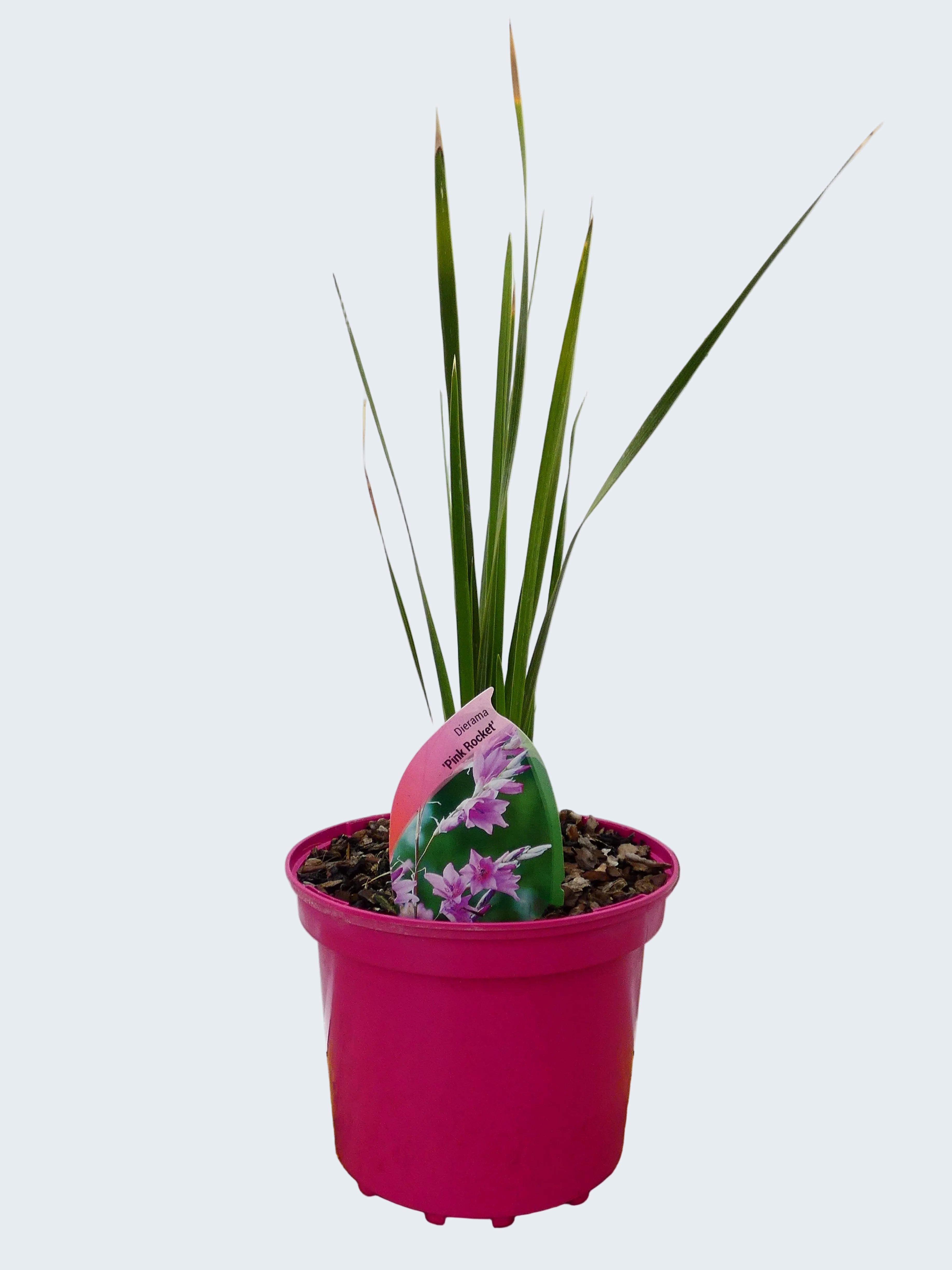 Dierama 'Pink Rocket' (2ltr)