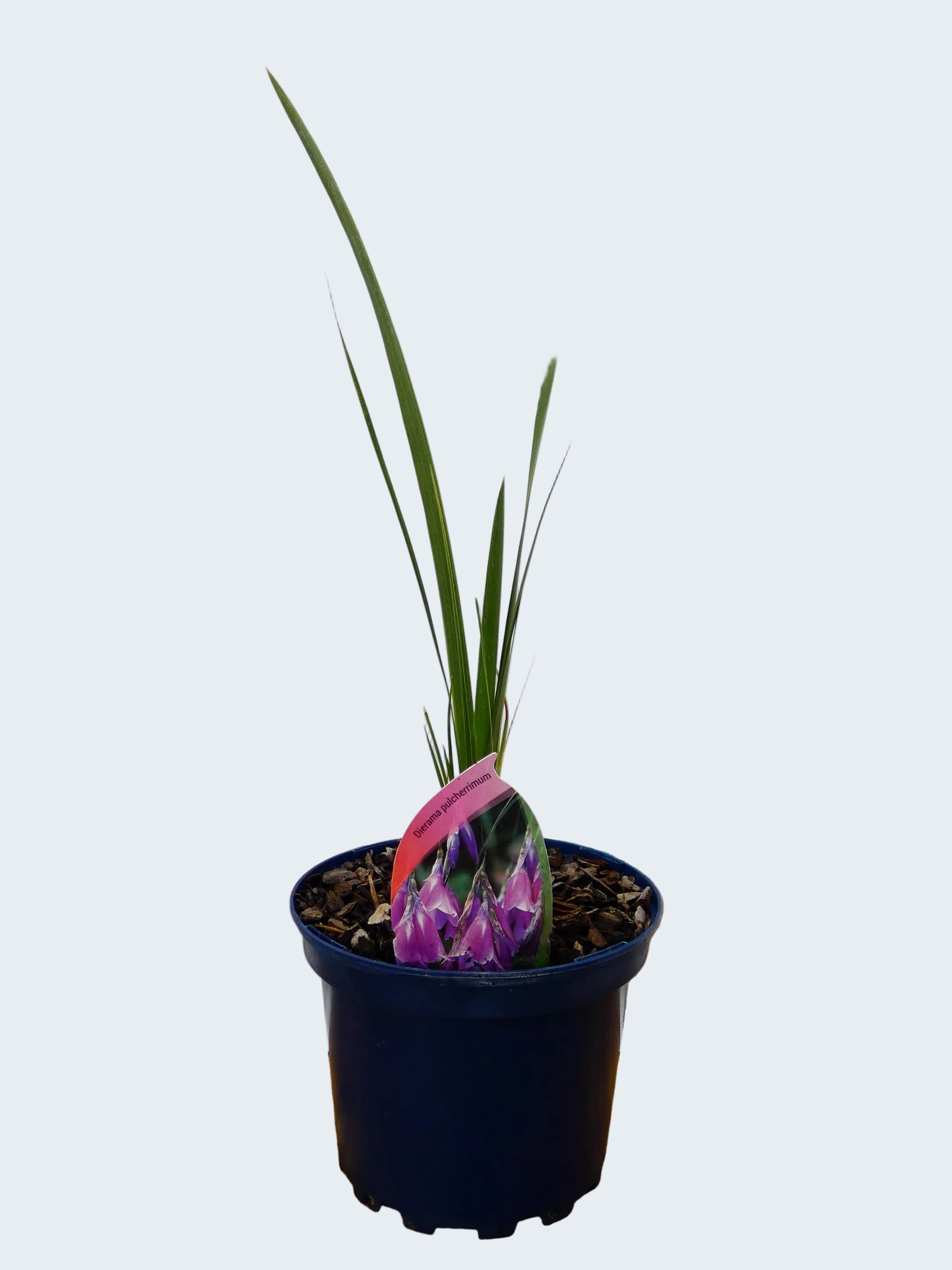 Dierama 'Pulcherrimum' (2ltr)
