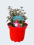 Fuchsia Hardy 'Alice Hoffman' (2ltr)