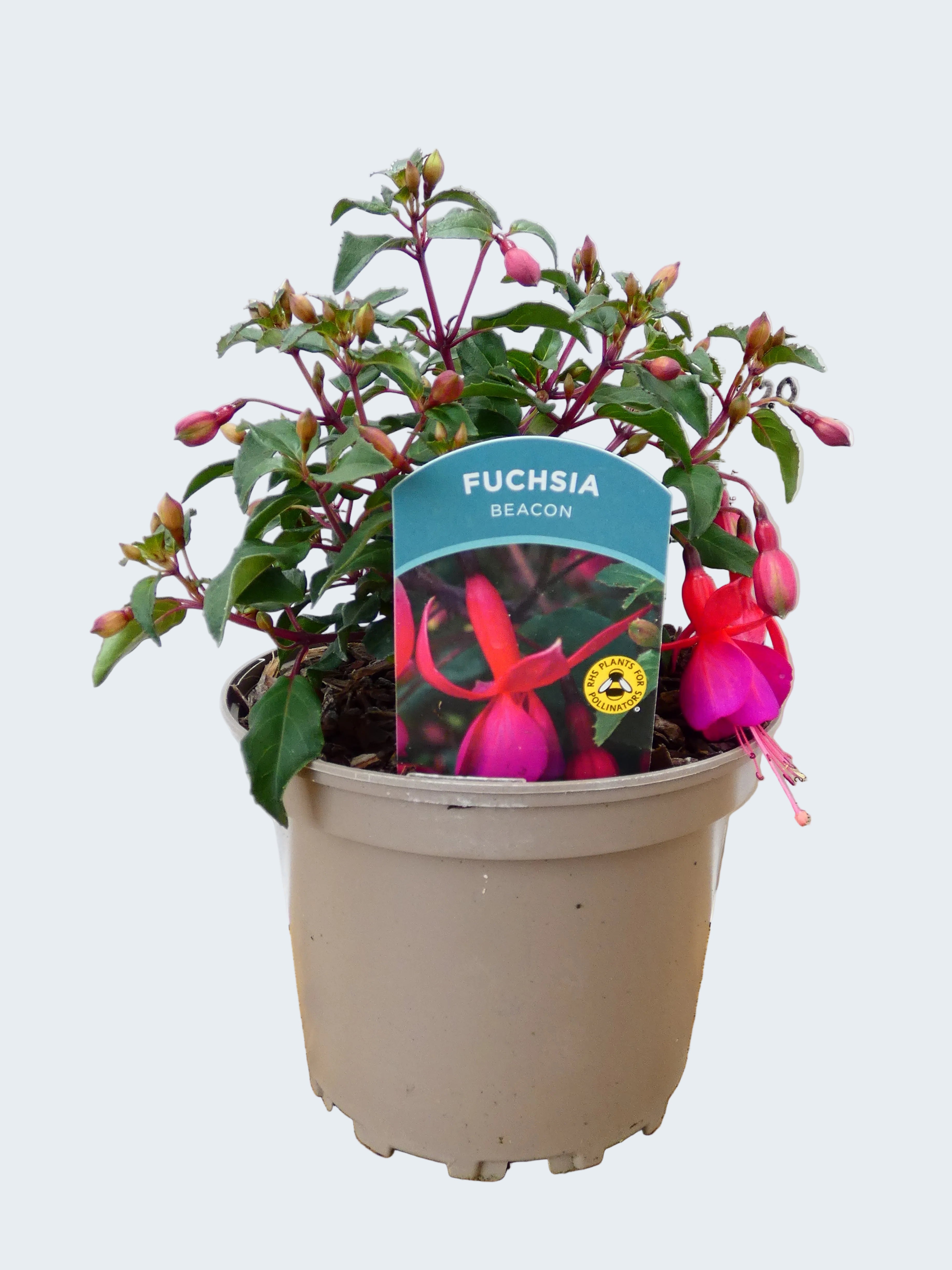 Fuchsia Hardy 'Beacon' (2ltr)