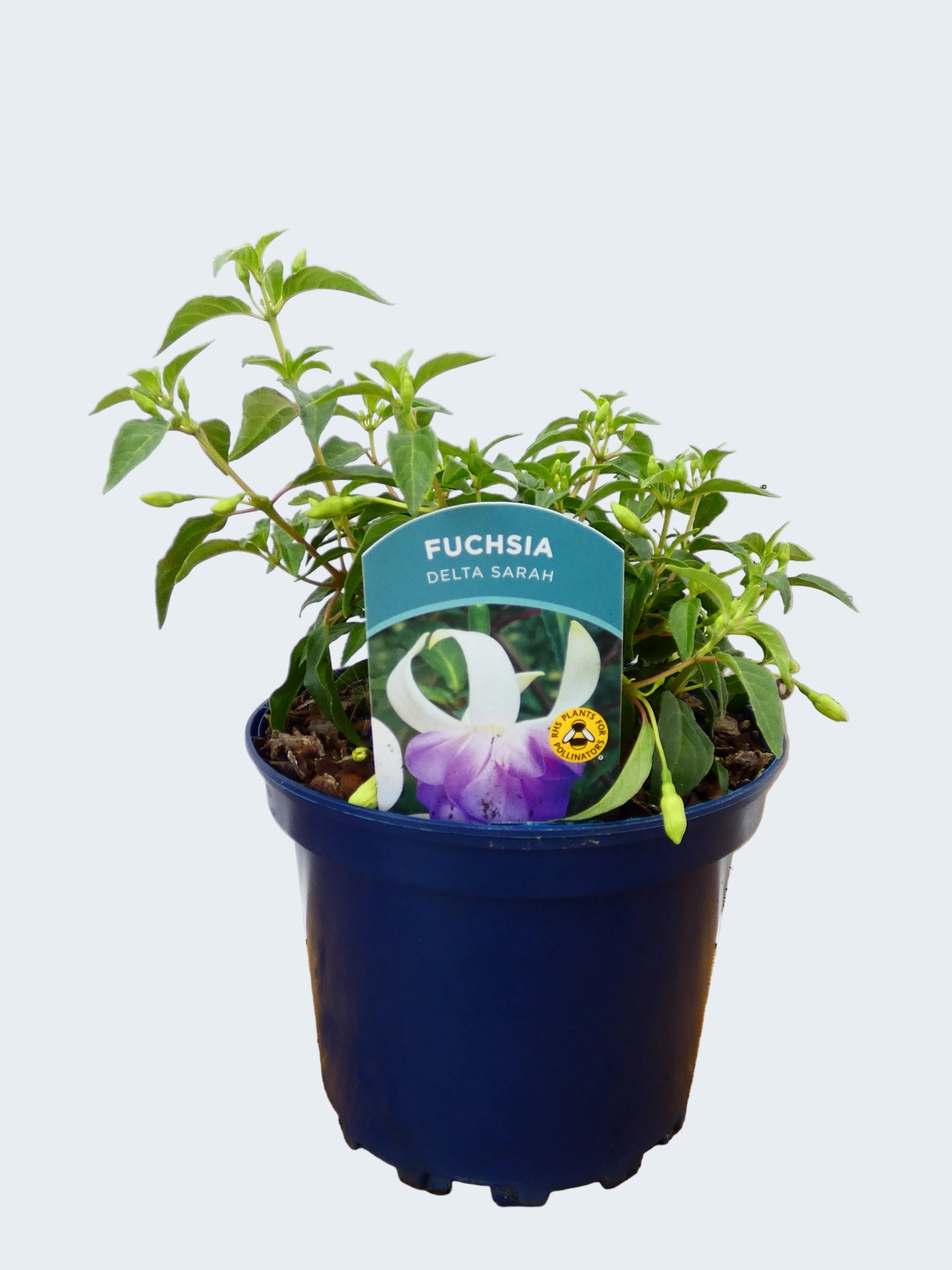 Fuchsia Hardy 'Delta Sarah' (2ltr)