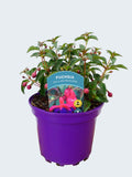 Fuchsia Hardy 'Dollar Princess' (2ltr)