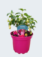 Fuchsia Hardy 'Garden News' (2ltr)