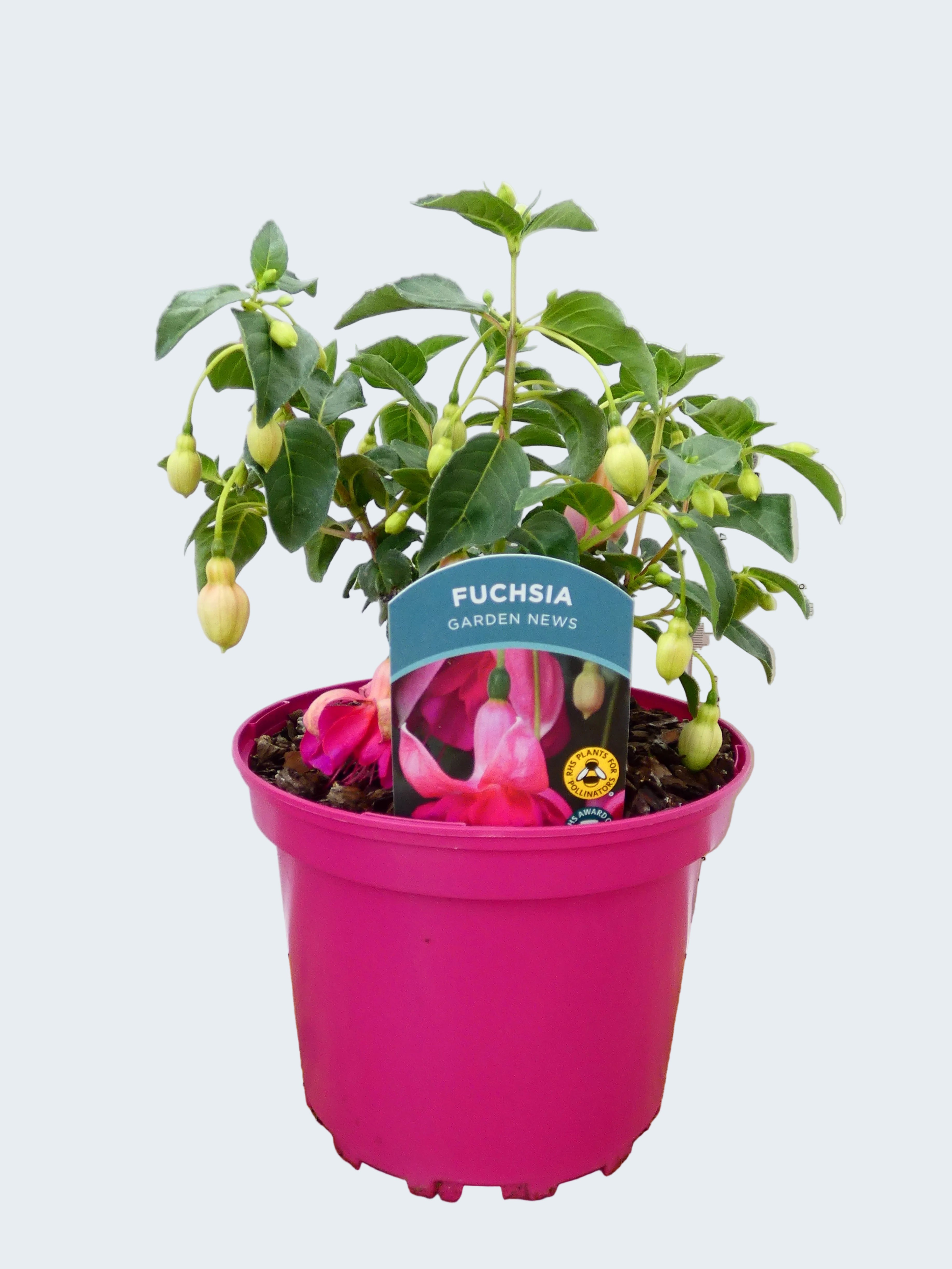 Fuchsia Hardy 'Garden News' (2ltr)