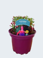 Fuchsia Hardy 'Tom Thumb' (2ltr)