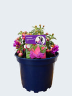 Fuchsia Patio Dancers 'Jive' (2ltr)