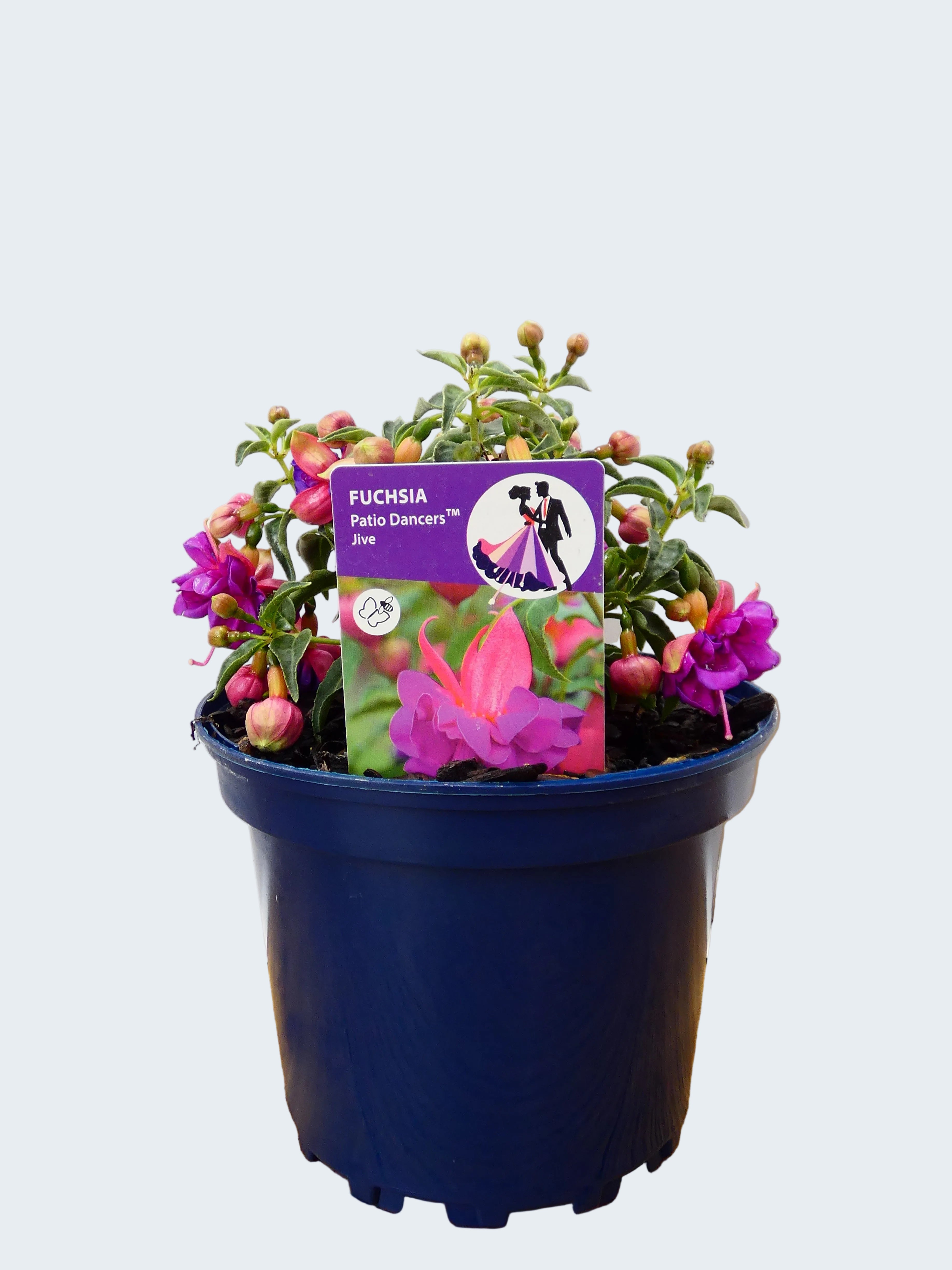 Fuchsia Patio Dancers 'Jive' (2ltr)