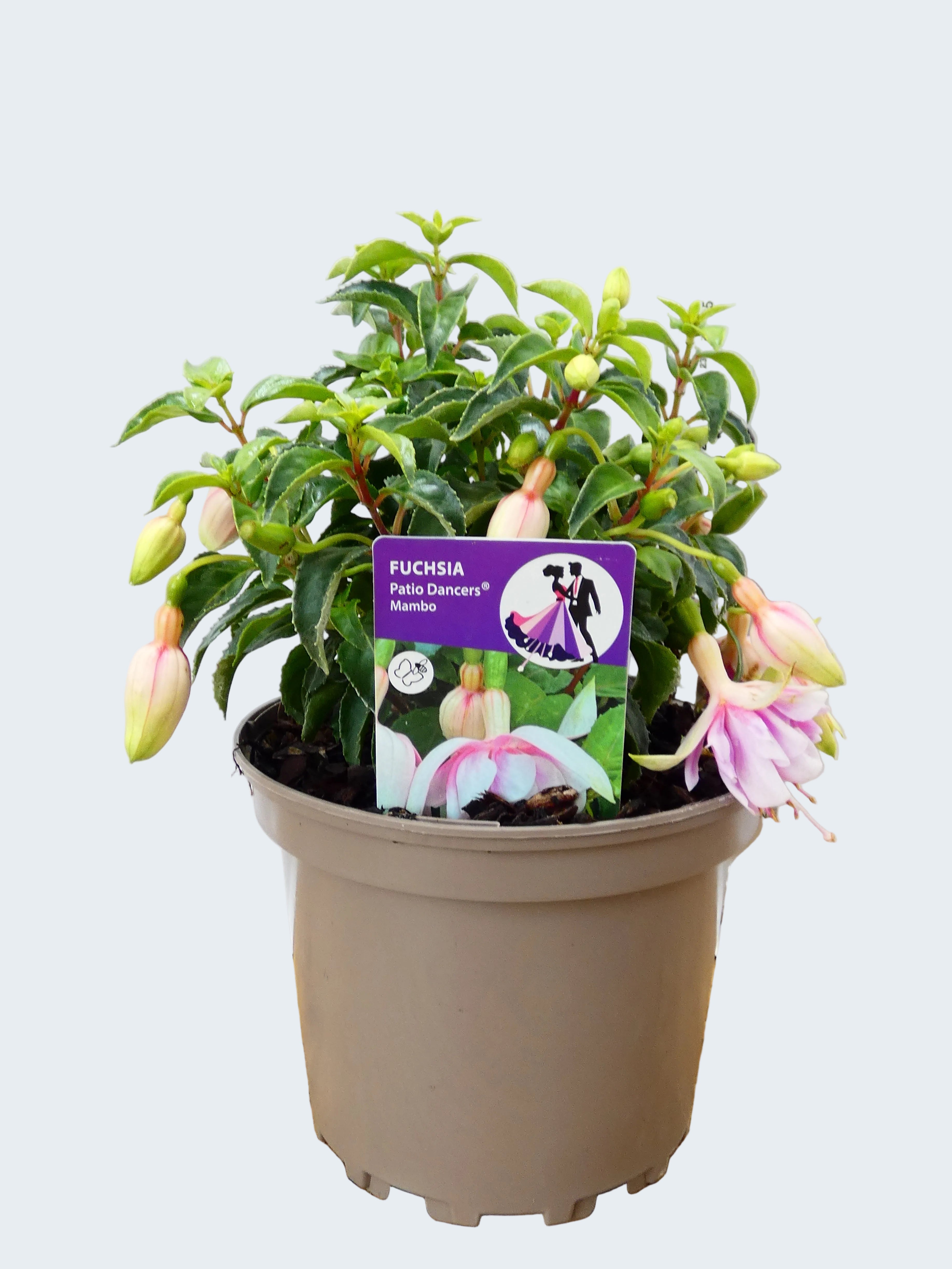 Fuchsia Patio Dancers 'Mambo' (2ltr)