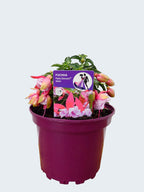 Fuchsia Patio Dancers 'Waltz' (2ltr)