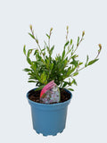 Gaura 'Flamingo Snow' (2ltr)