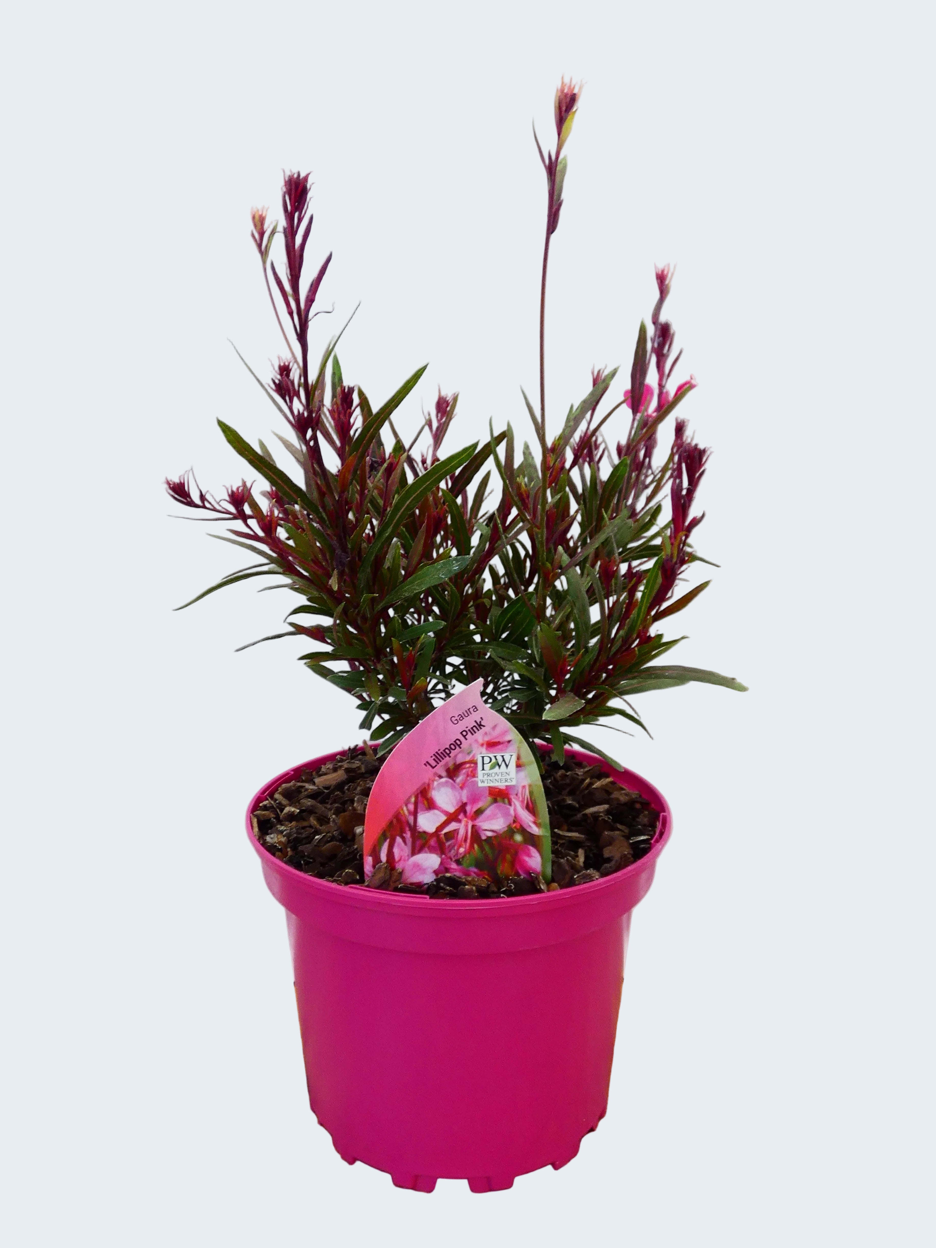 Gaura 'Lollipop Pink' (2ltr)