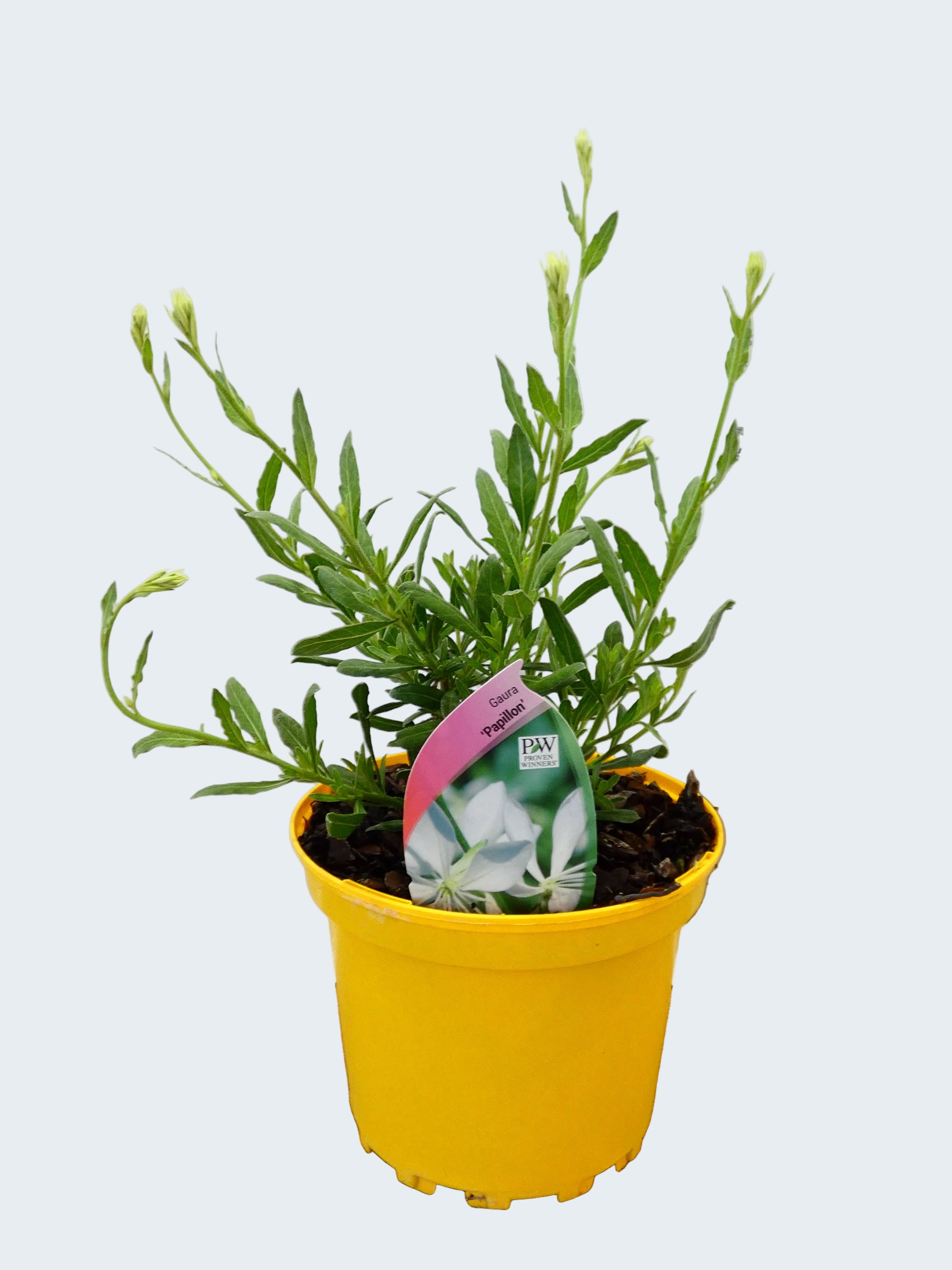 Gaura 'Papillon' (2ltr)
