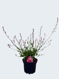 Gaura 'RosyJane' (2ltr)