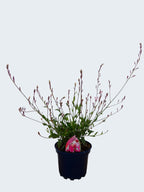 Gaura 'RosyJane' (2ltr)
