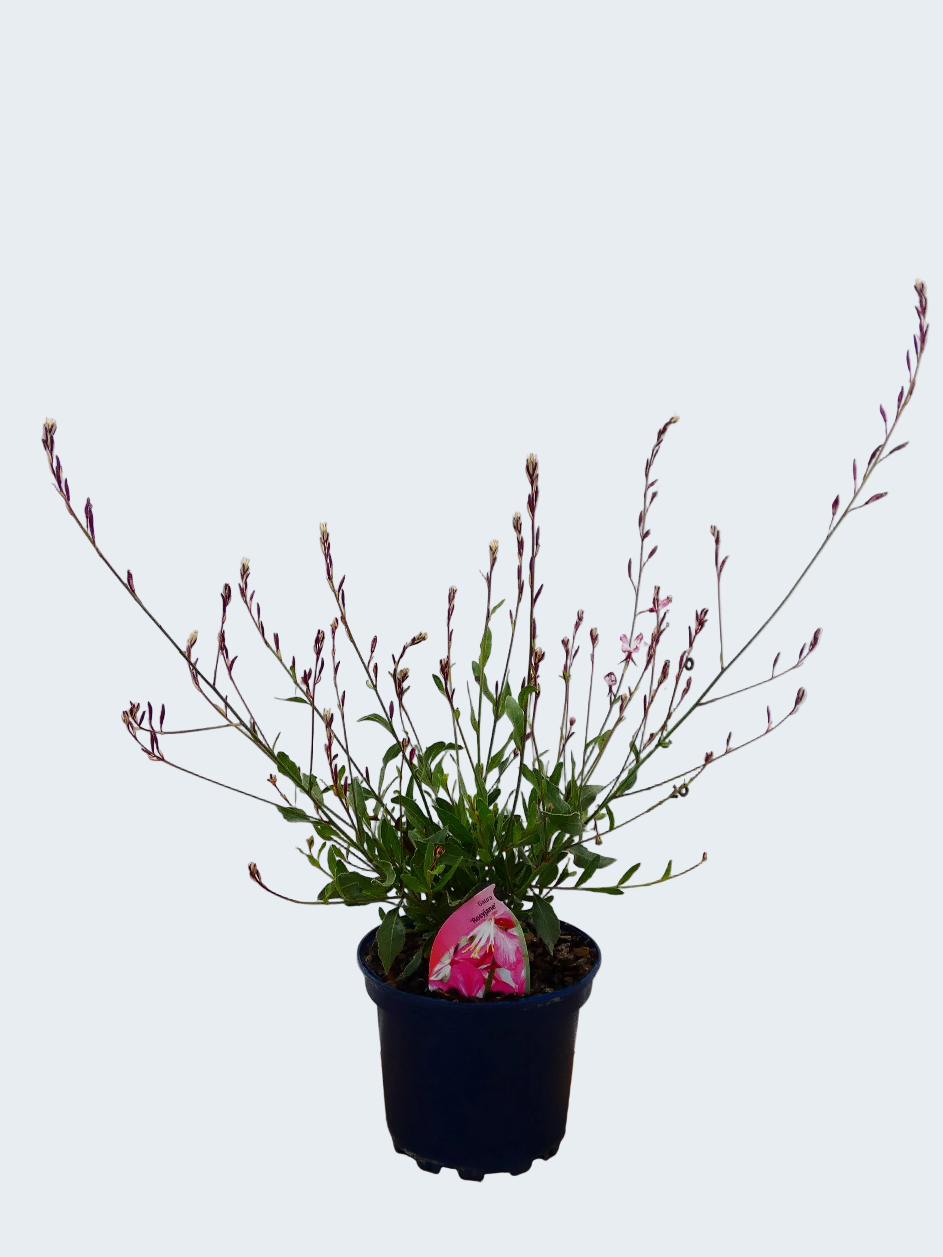 Gaura 'RosyJane' (2ltr)