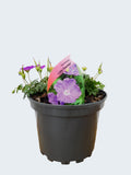 Geranium 'Little Charmer' (2ltr)