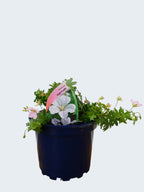 Geranium 'Pink Pouffe' (2ltr)