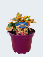 Houttuynia cordata 'Chameleon' (2ltr)