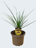 Kniphofia 'Banana Popsicle' (2ltr)