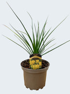 Kniphofia 'Banana Popsicle' (2ltr)