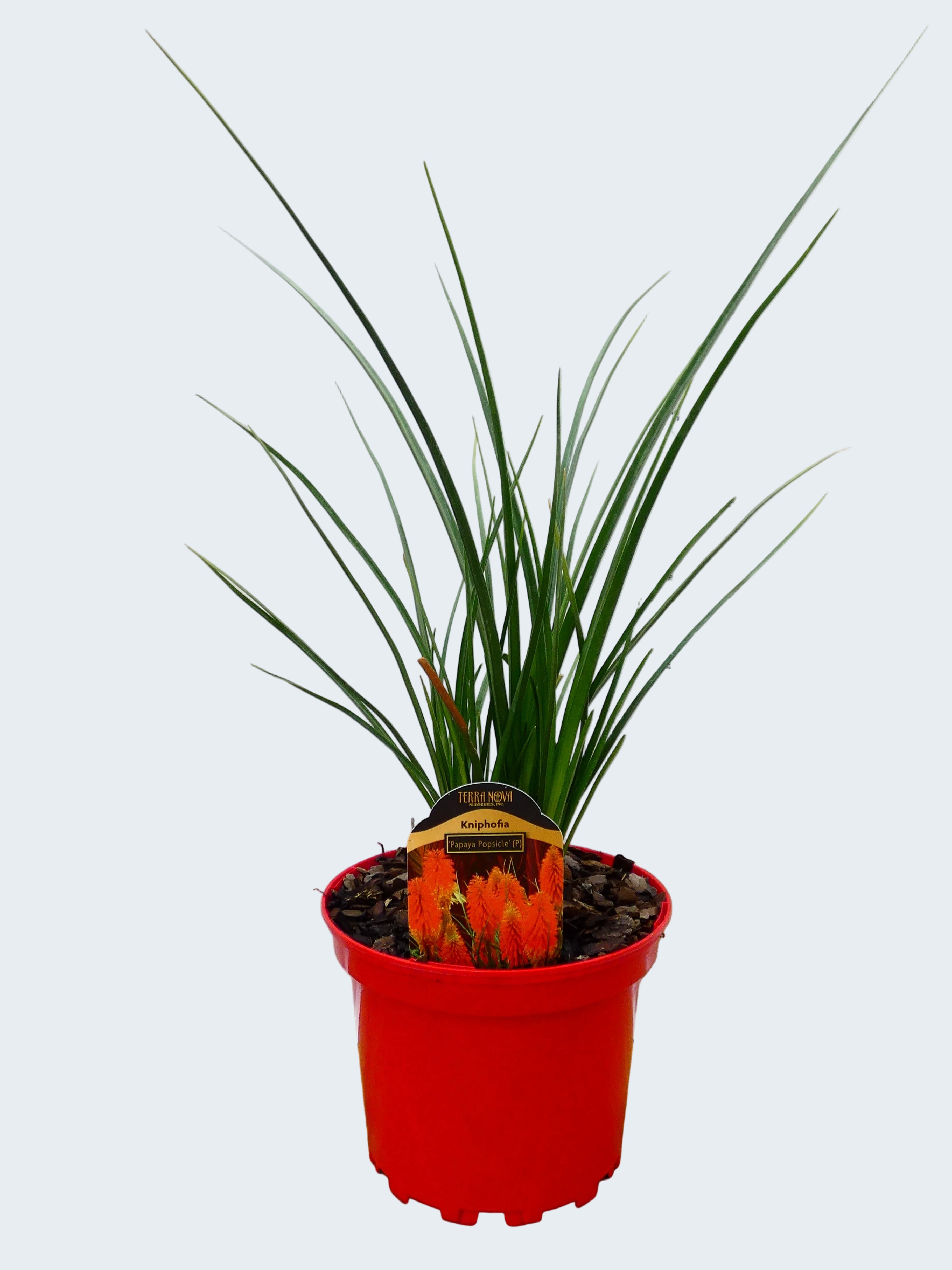 Kniphofia 'Papaya Popsicle' (2ltr)