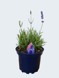 Lavandula BeeZee 'Dark Blue' (2ltr)