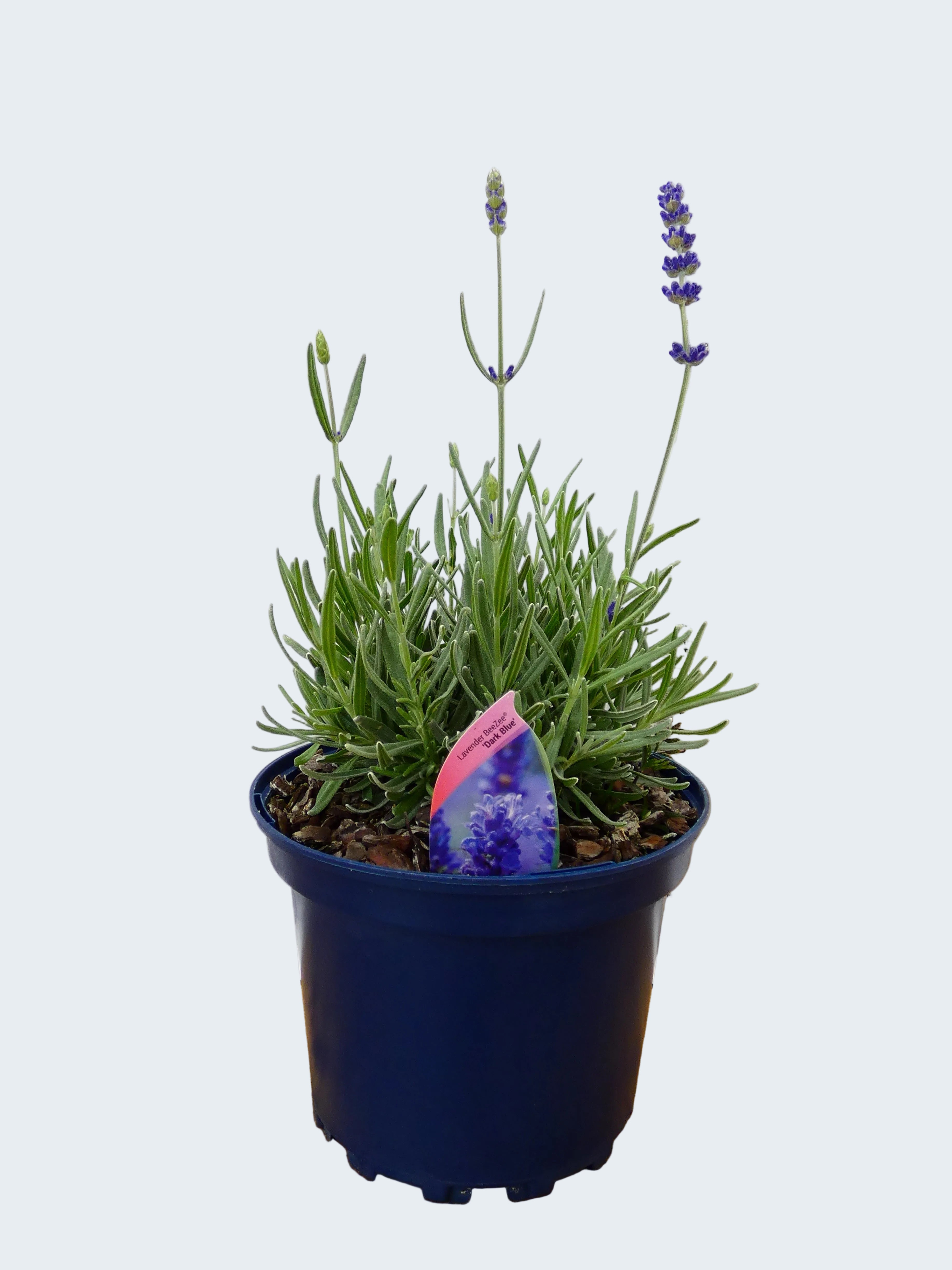 Lavandula BeeZee 'Dark Blue' (2ltr)