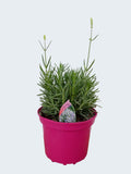 Lavandula BeeZee 'Pink' (2ltr)