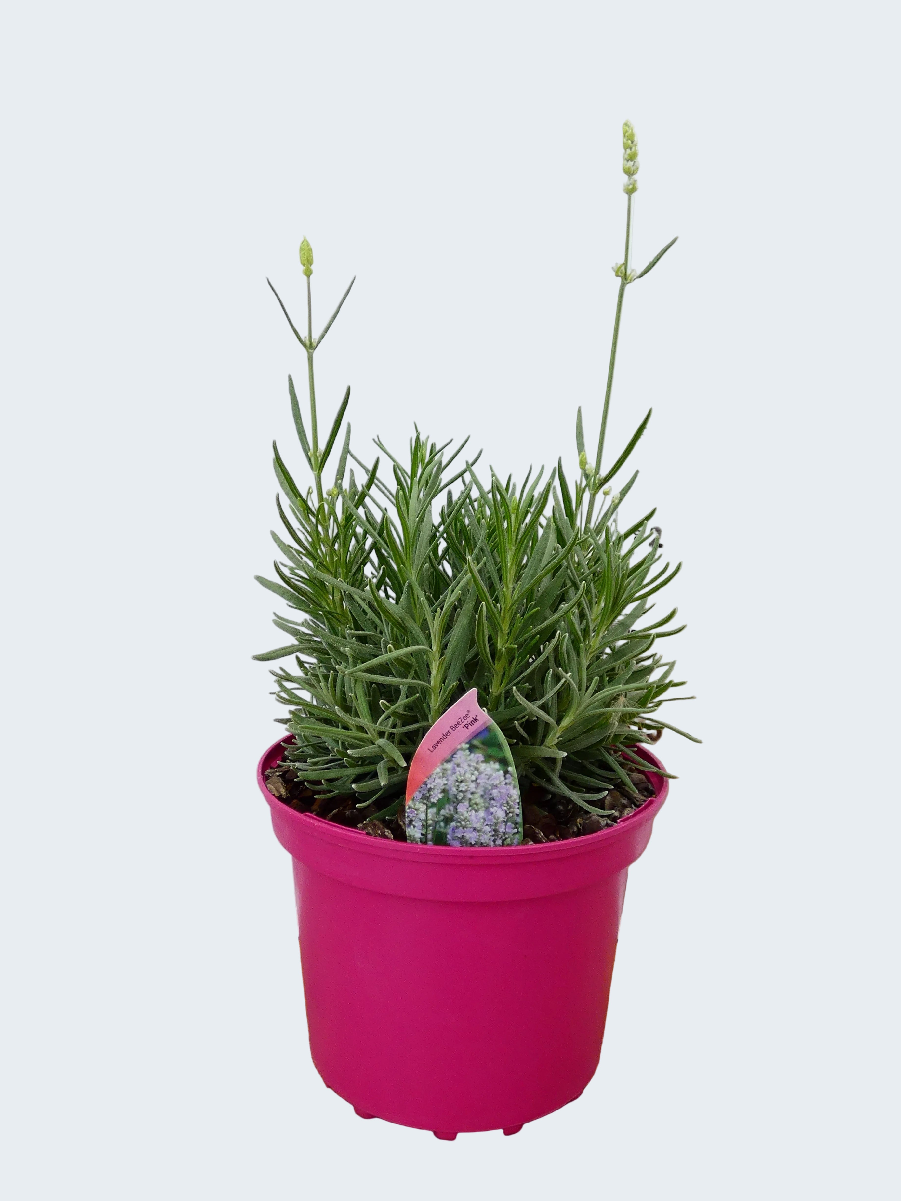 Lavandula BeeZee 'Pink' (2ltr)