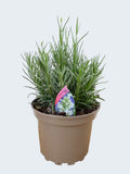 Lavandula BeeZee 'White' (2ltr)