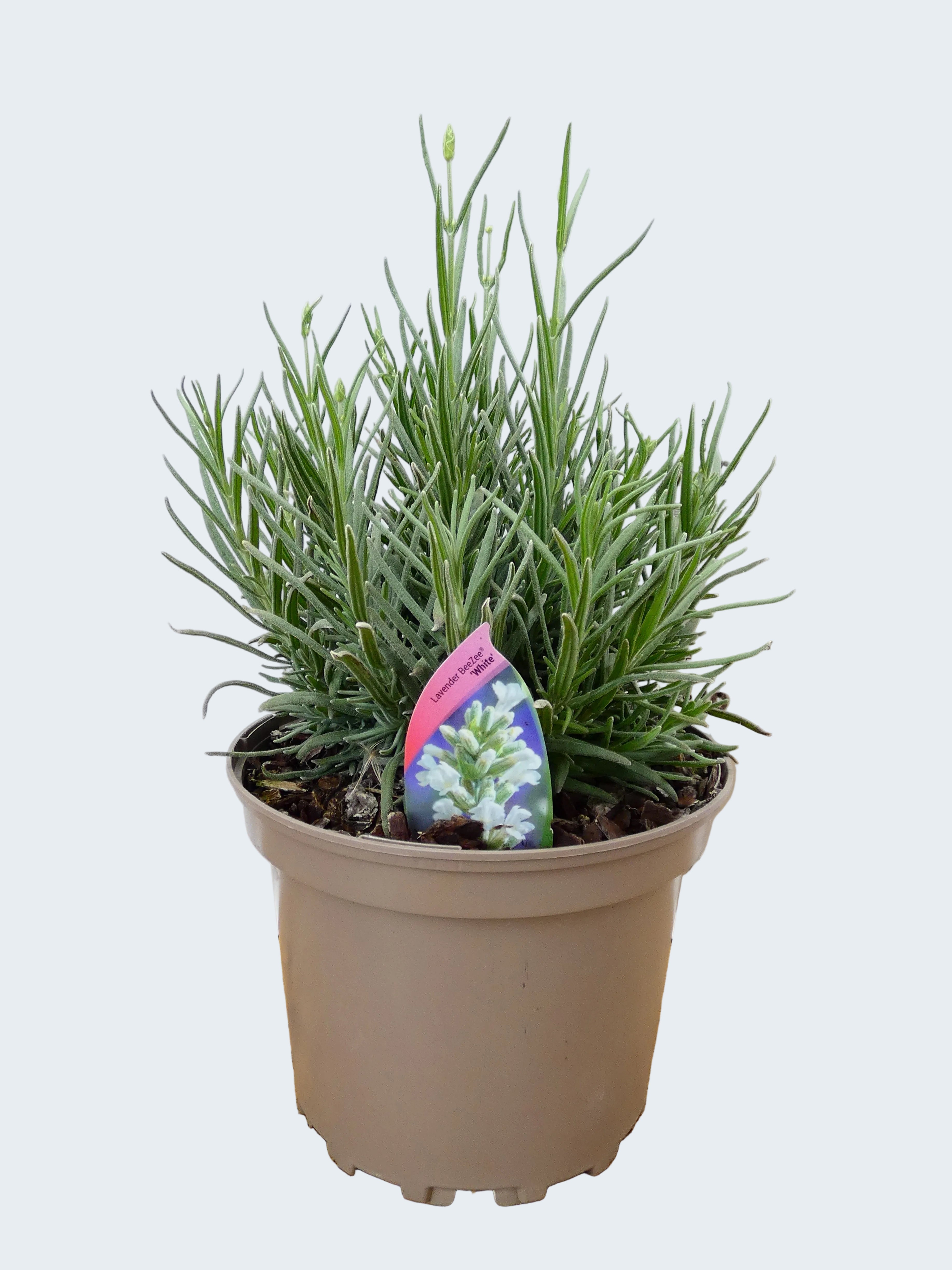 Lavandula BeeZee 'White' (2ltr)