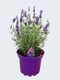 Lavandula FairyWings 'Spellbound' (2ltr)