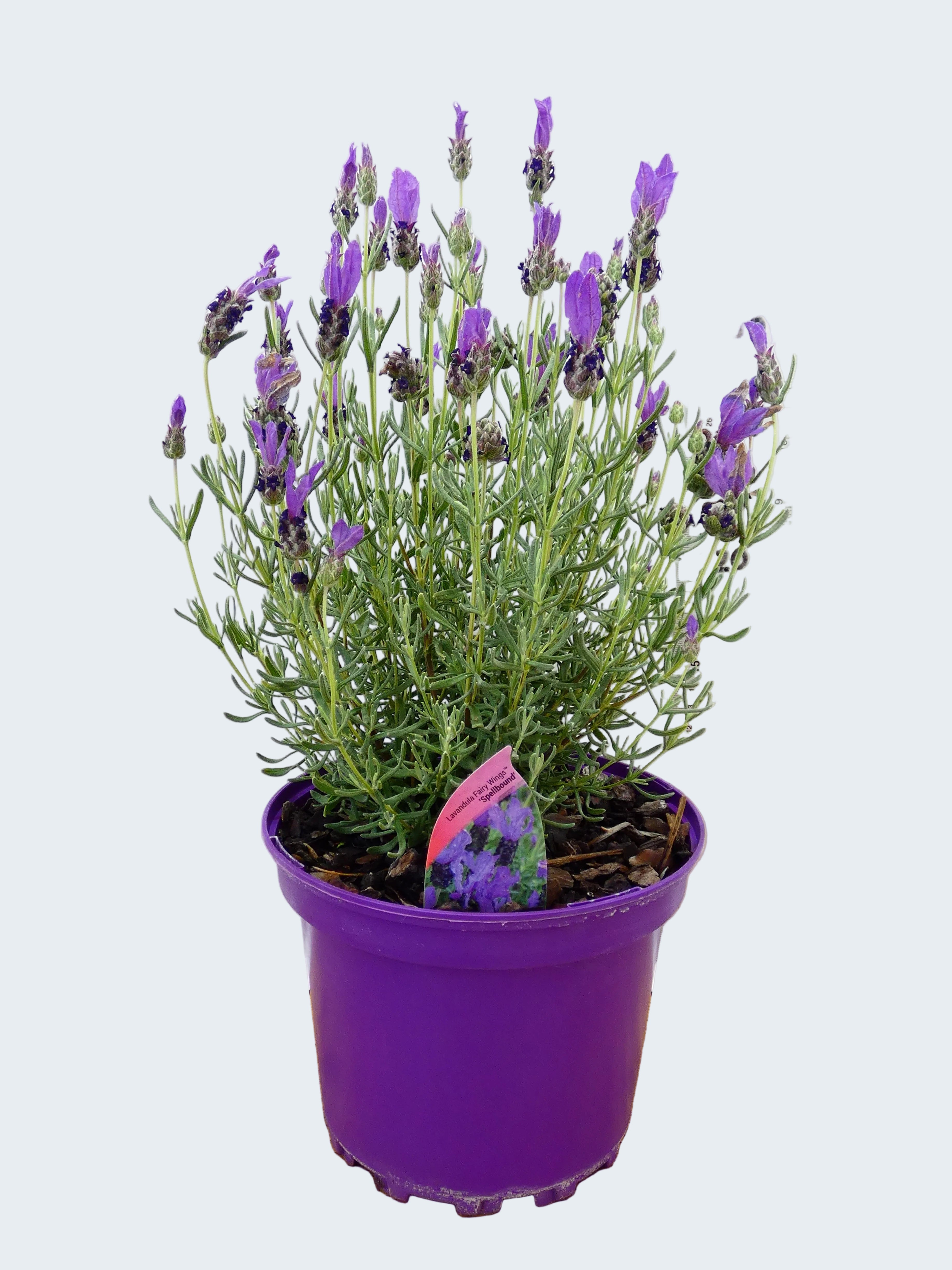Lavandula FairyWings 'Spellbound' (2ltr)