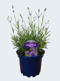Lavandula ang. 'Hidcote' *British Grown (2ltr)