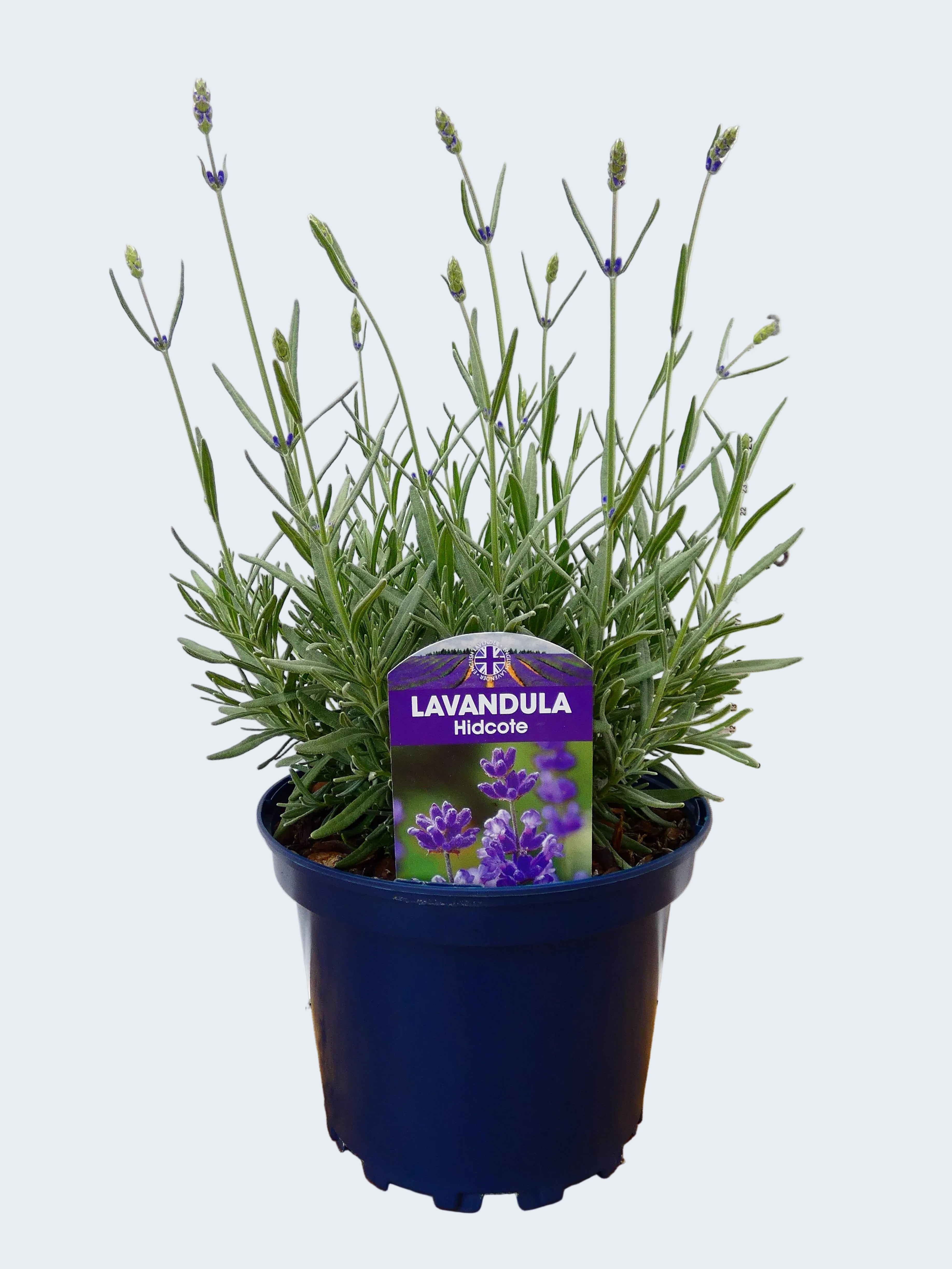 Lavandula ang. 'Hidcote' *British Grown (2ltr)