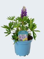Lupine 'Legendary Blue Shades' (2ltr)