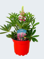 Lupine 'Legendary Red Shades' (2ltr)