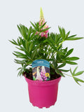 Lupine 'Legendary Rose Shades' (2ltr)